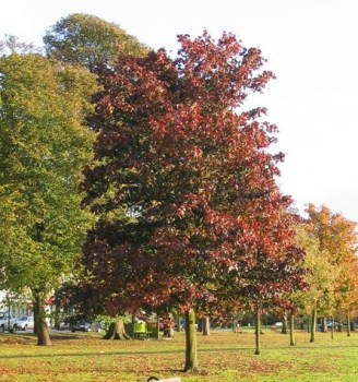 arbol 1