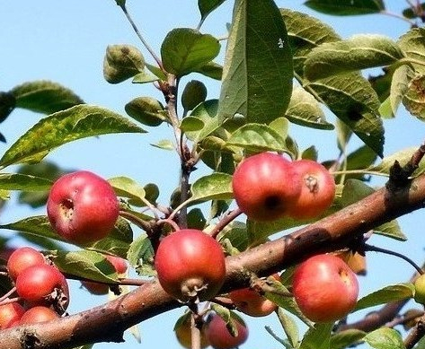 frutos