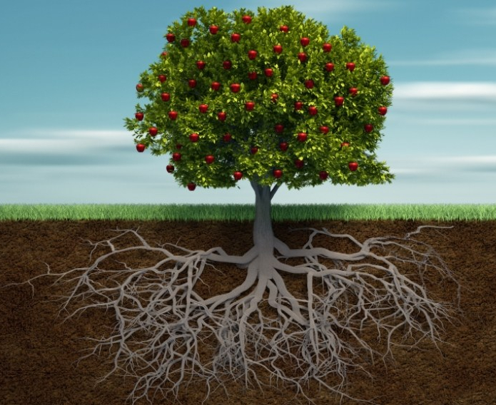 arbol