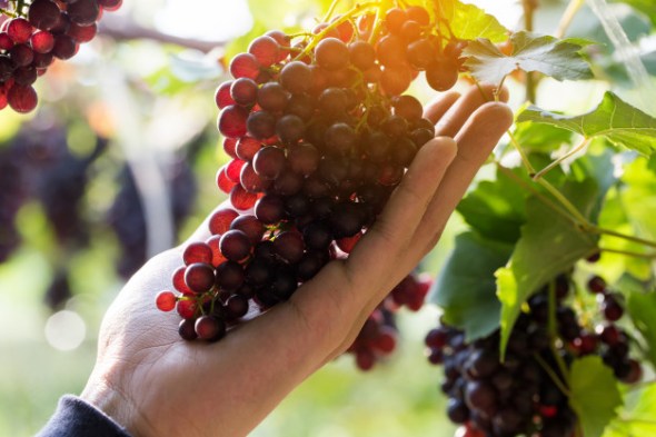 uvas-vid-cosecha_37874-122